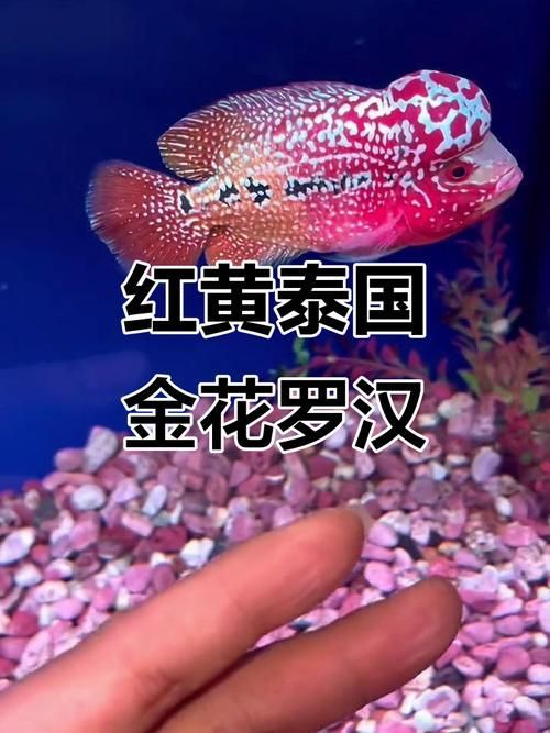 如何辨別羅漢魚的品質(zhì)?,如何辨別羅漢魚的品質(zhì) 龍魚百科 第7張 如何辨別羅漢魚的品質(zhì)?,如何辨別羅漢魚的品質(zhì) 如何辨別羅漢魚的品質(zhì)?,如何辨別羅漢魚的品質(zhì) 龍魚百科 第7張