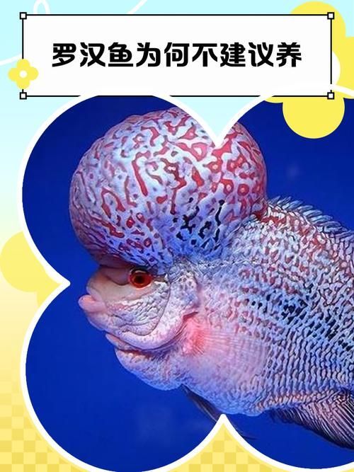 如何辨別羅漢魚的品質(zhì)?,如何辨別羅漢魚的品質(zhì) 龍魚百科 第3張 如何辨別羅漢魚的品質(zhì)?,如何辨別羅漢魚的品質(zhì) 如何辨別羅漢魚的品質(zhì)?,如何辨別羅漢魚的品質(zhì) 龍魚百科 第3張