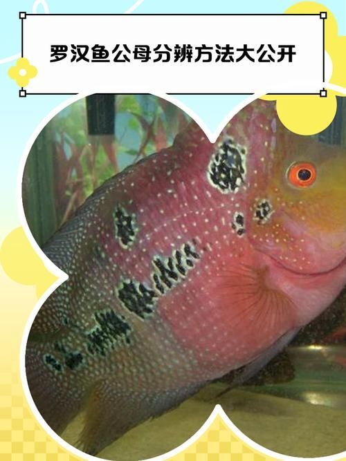 如何辨別羅漢魚的品質(zhì)?,如何辨別羅漢魚的品質(zhì) 龍魚百科 第1張 如何辨別羅漢魚的品質(zhì)?,如何辨別羅漢魚的品質(zhì) 如何辨別羅漢魚的品質(zhì)?,如何辨別羅漢魚的品質(zhì) 龍魚百科 第1張