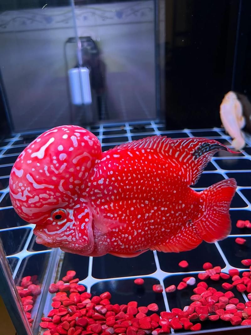 如何辨別羅漢魚的品質(zhì)?,如何辨別羅漢魚的品質(zhì) 龍魚百科 第4張 如何辨別羅漢魚的品質(zhì)?,如何辨別羅漢魚的品質(zhì) 如何辨別羅漢魚的品質(zhì)?,如何辨別羅漢魚的品質(zhì) 龍魚百科 第4張