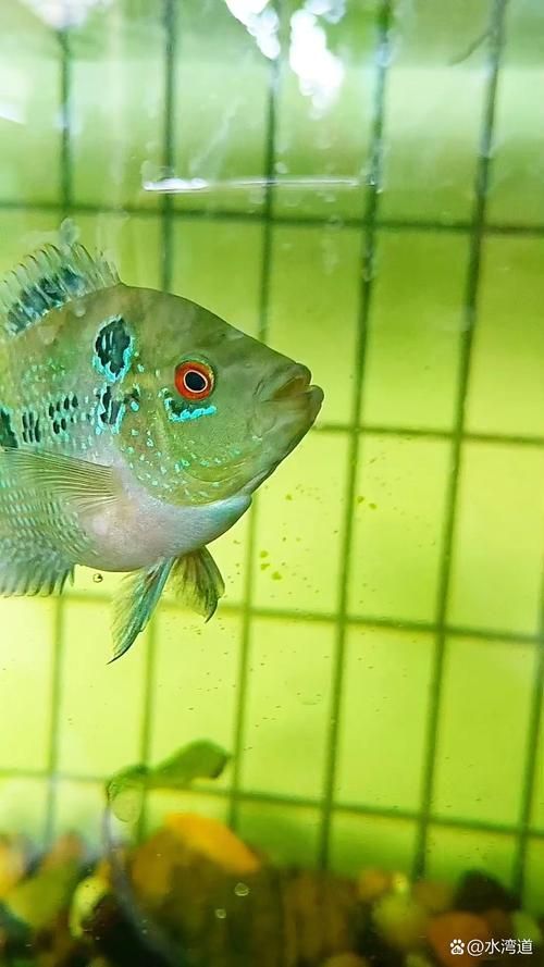 如何辨別羅漢魚的品質(zhì)?,如何辨別羅漢魚的品質(zhì) 龍魚百科 第14張 如何辨別羅漢魚的品質(zhì)?,如何辨別羅漢魚的品質(zhì) 如何辨別羅漢魚的品質(zhì)?,如何辨別羅漢魚的品質(zhì) 龍魚百科 第14張