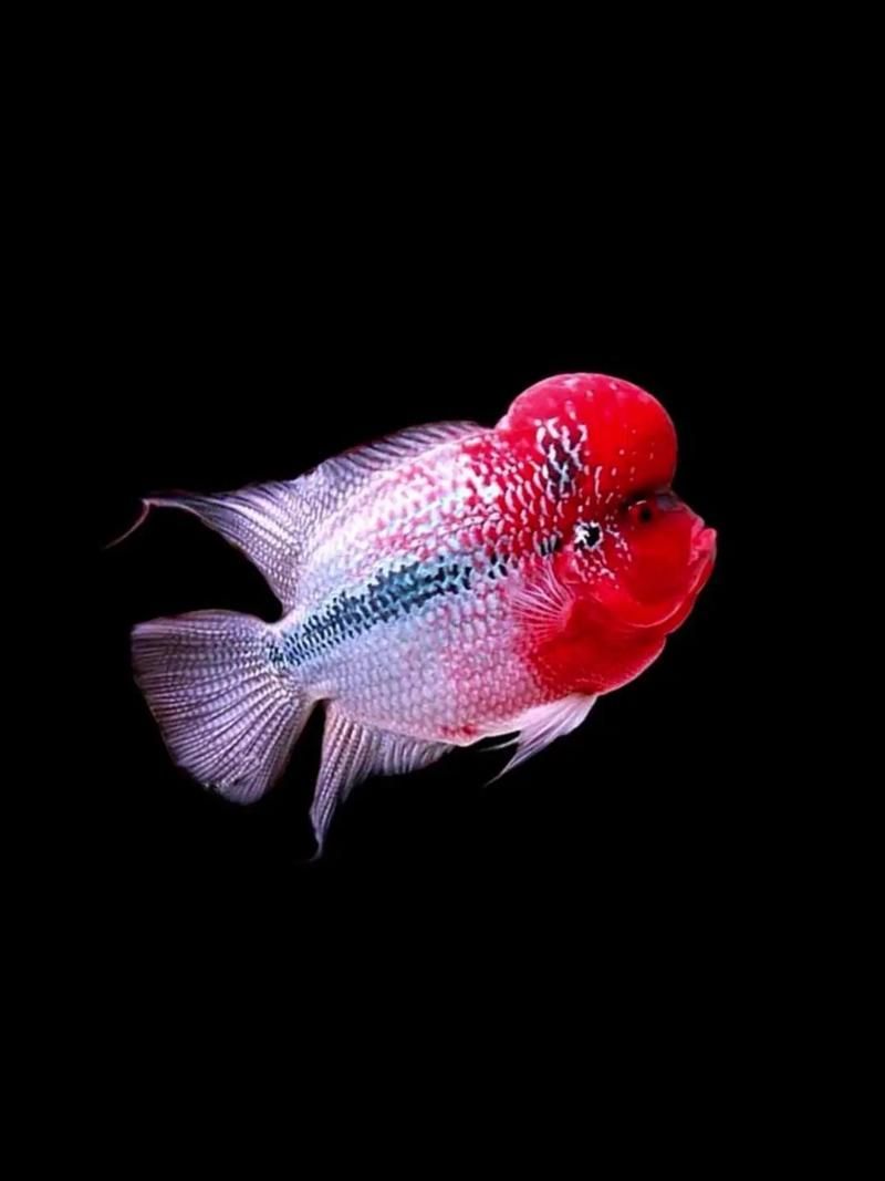 如何辨別羅漢魚的品質(zhì)?,如何辨別羅漢魚的品質(zhì) 龍魚百科 第8張 如何辨別羅漢魚的品質(zhì)?,如何辨別羅漢魚的品質(zhì) 如何辨別羅漢魚的品質(zhì)?,如何辨別羅漢魚的品質(zhì) 龍魚百科 第8張