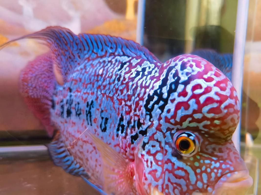 如何辨別羅漢魚的品質(zhì)?,如何辨別羅漢魚的品質(zhì) 龍魚百科 第15張 如何辨別羅漢魚的品質(zhì)?,如何辨別羅漢魚的品質(zhì) 如何辨別羅漢魚的品質(zhì)?,如何辨別羅漢魚的品質(zhì) 龍魚百科 第15張