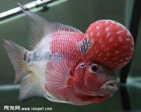 如何辨別羅漢魚的品質(zhì)?,如何辨別羅漢魚的品質(zhì) 龍魚百科 第18張 如何辨別羅漢魚的品質(zhì)?,如何辨別羅漢魚的品質(zhì) 如何辨別羅漢魚的品質(zhì)?,如何辨別羅漢魚的品質(zhì) 龍魚百科 第18張