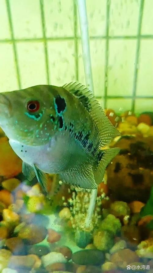 如何辨別羅漢魚的品質(zhì)?,如何辨別羅漢魚的品質(zhì) 龍魚百科 第17張 如何辨別羅漢魚的品質(zhì)?,如何辨別羅漢魚的品質(zhì) 如何辨別羅漢魚的品質(zhì)?,如何辨別羅漢魚的品質(zhì) 龍魚百科 第17張