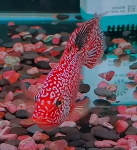 如何辨別羅漢魚的品質(zhì)?,如何辨別羅漢魚的品質(zhì) 龍魚百科 第11張 如何辨別羅漢魚的品質(zhì)?,如何辨別羅漢魚的品質(zhì) 如何辨別羅漢魚的品質(zhì)?,如何辨別羅漢魚的品質(zhì) 龍魚百科 第11張