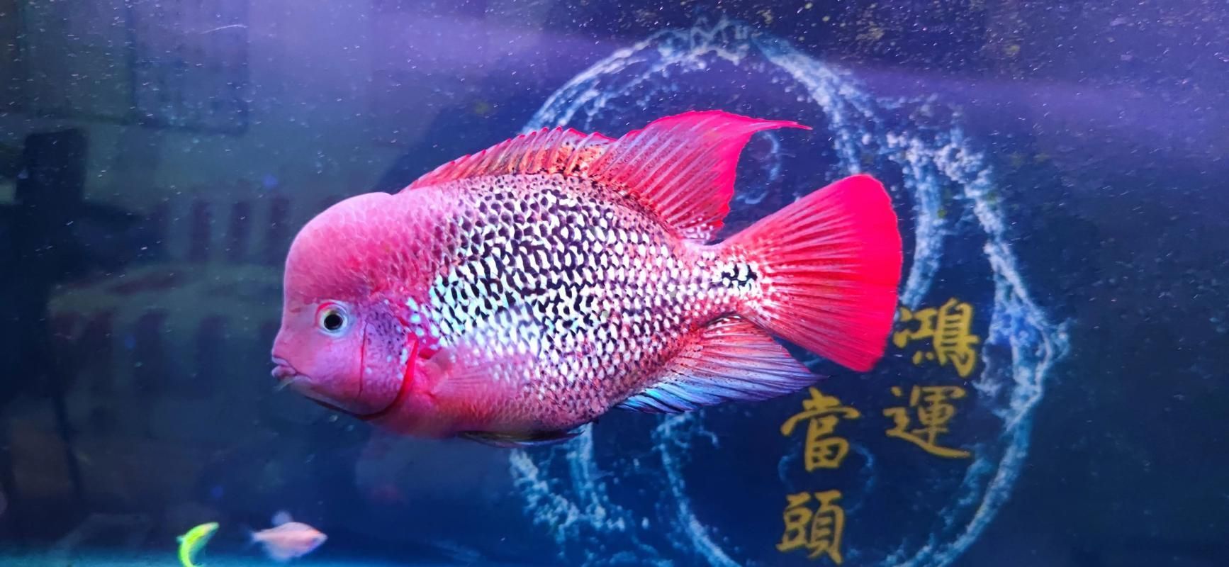 如何辨別羅漢魚的品質(zhì)?,如何辨別羅漢魚的品質(zhì) 龍魚百科 第12張 如何辨別羅漢魚的品質(zhì)?,如何辨別羅漢魚的品質(zhì) 如何辨別羅漢魚的品質(zhì)?,如何辨別羅漢魚的品質(zhì) 龍魚百科 第12張