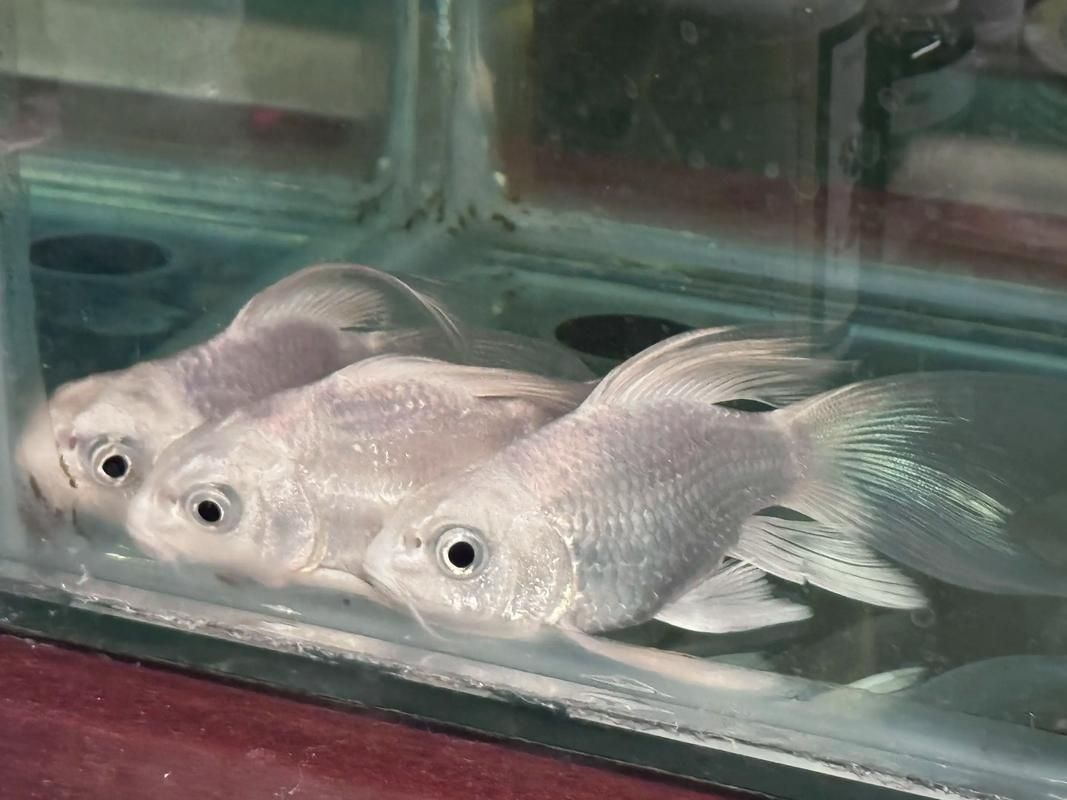 魚兒趴缸后如何恢復(fù)，魚兒趴缸后如何恢復(fù)， 魚兒趴缸后如何恢復(fù)，魚兒趴缸后如何恢復(fù)， 龍魚百科 第1張