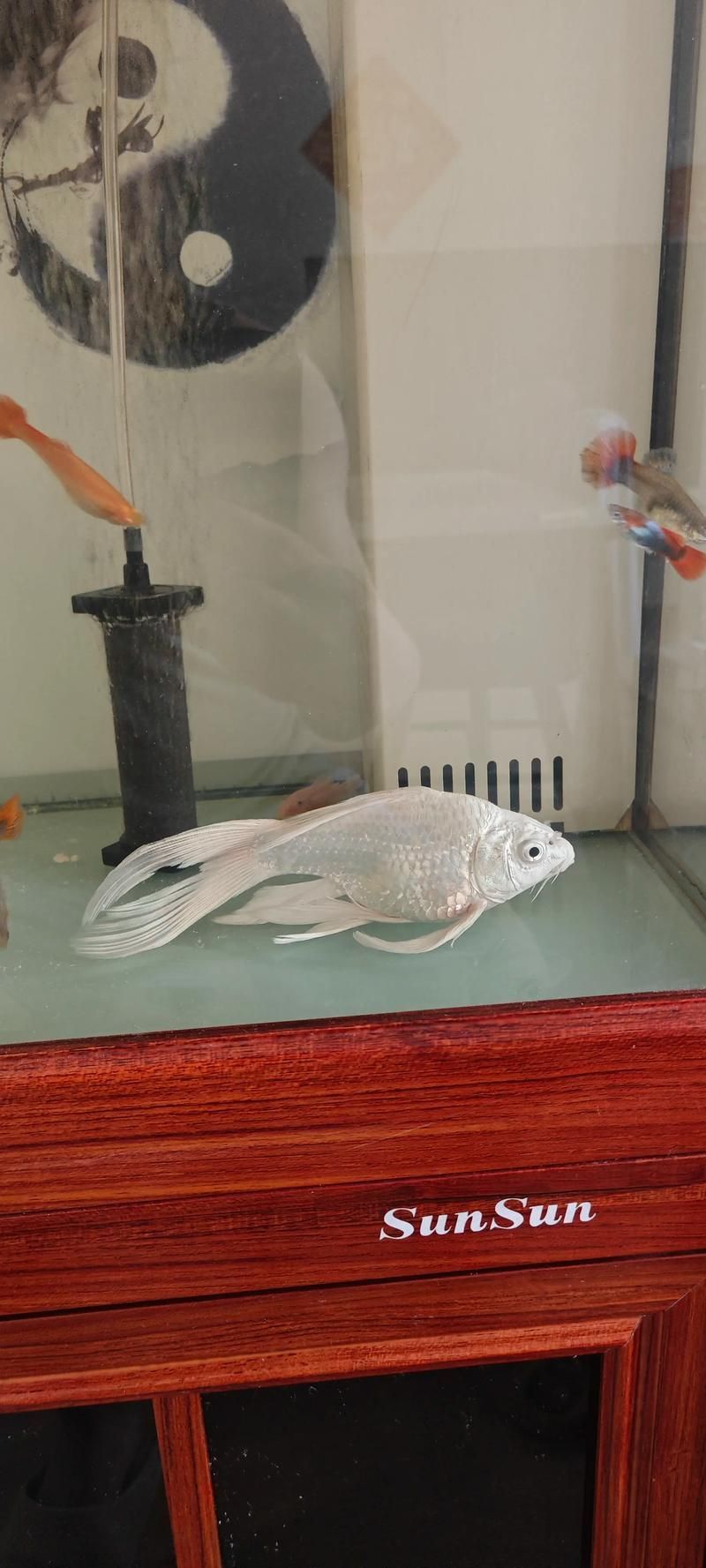 魚兒趴缸后如何恢復(fù)，魚兒趴缸后如何恢復(fù)， 魚兒趴缸后如何恢復(fù)，魚兒趴缸后如何恢復(fù)， 龍魚百科 第4張