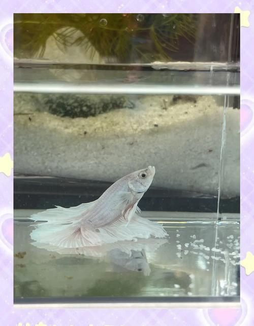魚兒趴缸后如何恢復(fù)，魚兒趴缸后如何恢復(fù)， 魚兒趴缸后如何恢復(fù)，魚兒趴缸后如何恢復(fù)， 龍魚百科 第6張