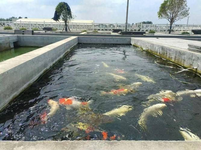祥龍魚場的飼料魚飼養(yǎng)方法有哪些？，“祥龍魚場”的飼料魚飼養(yǎng)方法 祥龍魚場的飼料魚飼養(yǎng)方法有哪些？，“祥龍魚場”的飼料魚飼養(yǎng)方法 龍魚百科 第4張
