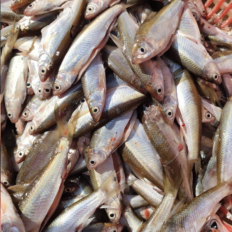 祥龍魚場的飼料魚飼養(yǎng)方法有哪些？，“祥龍魚場”的飼料魚飼養(yǎng)方法 祥龍魚場的飼料魚飼養(yǎng)方法有哪些？，“祥龍魚場”的飼料魚飼養(yǎng)方法 龍魚百科 第1張