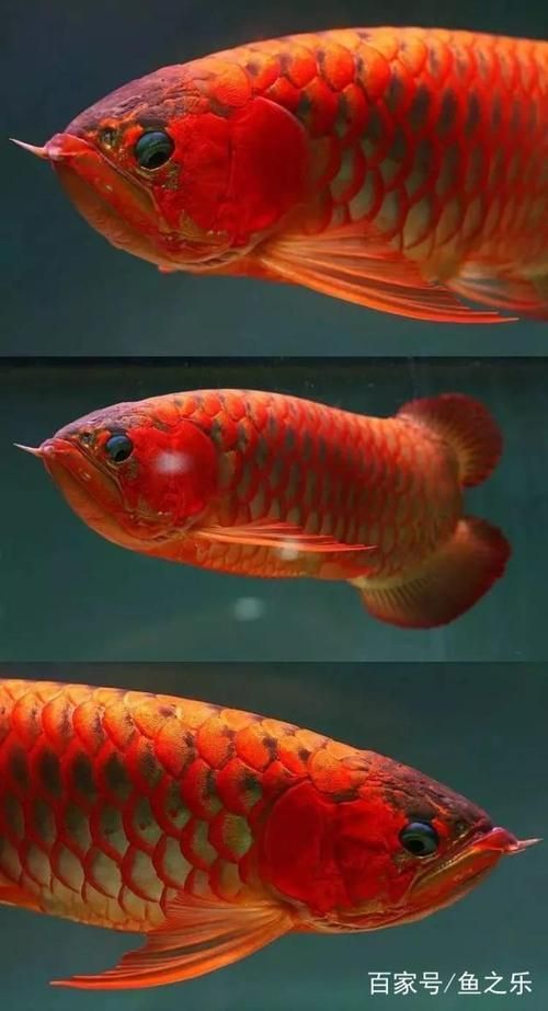 如何鑒別真假BTL紅龍魚，btl紅龍魚（borneotigerlabeo或labeo或labeo或labeo或半紅龍魚） 如何鑒別真假BTL紅龍魚，btl紅龍魚（borneotigerlabeo或labeo或labeo或labeo或半紅龍魚） 龍魚百科 第14張