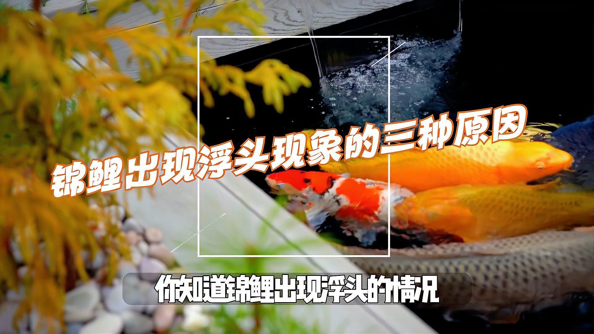 如何判斷魚浮頭的原因 如何判斷魚浮頭的原因 龍魚百科 第3張