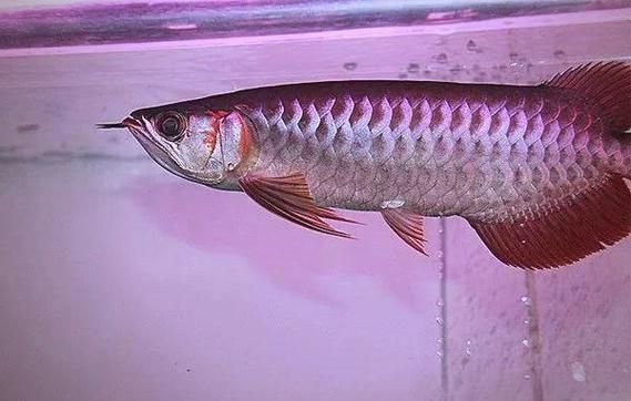 如何判斷辣椒紅龍的血統純正，如何判斷辣椒紅龍血統純正 如何判斷辣椒紅龍的血統純正，如何判斷辣椒紅龍血統純正 龍魚百科 第4張