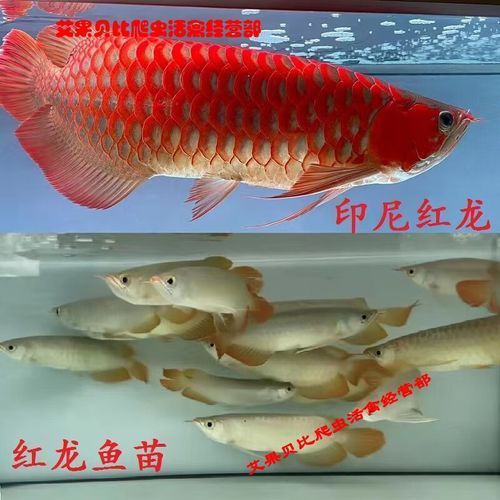 如何判斷辣椒紅龍的血統純正，如何判斷辣椒紅龍血統純正 如何判斷辣椒紅龍的血統純正，如何判斷辣椒紅龍血統純正 龍魚百科 第5張