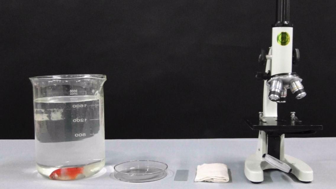 如何判斷魚鰭根部充血是否嚴重，如何判斷魚類鰭根部充血