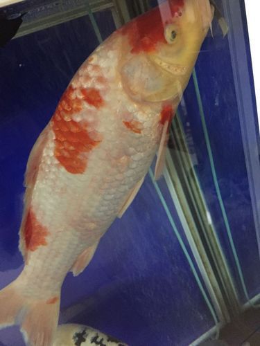 如何預防白色錦鯉身體發紅，北京錦鯉養殖水質管理 如何預防白色錦鯉身體發紅，北京錦鯉養殖水質管理 龍魚百科 第3張