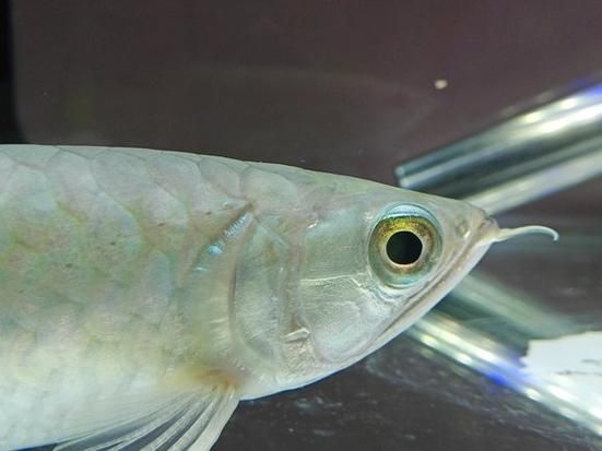 號半龍魚有哪些缺點，“號半龍魚”的生物學缺點