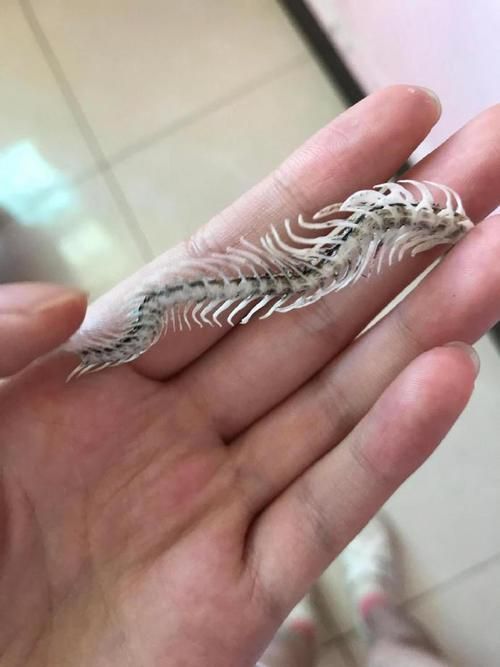 號半龍魚有哪些缺點，“號半龍魚”的生物學缺點