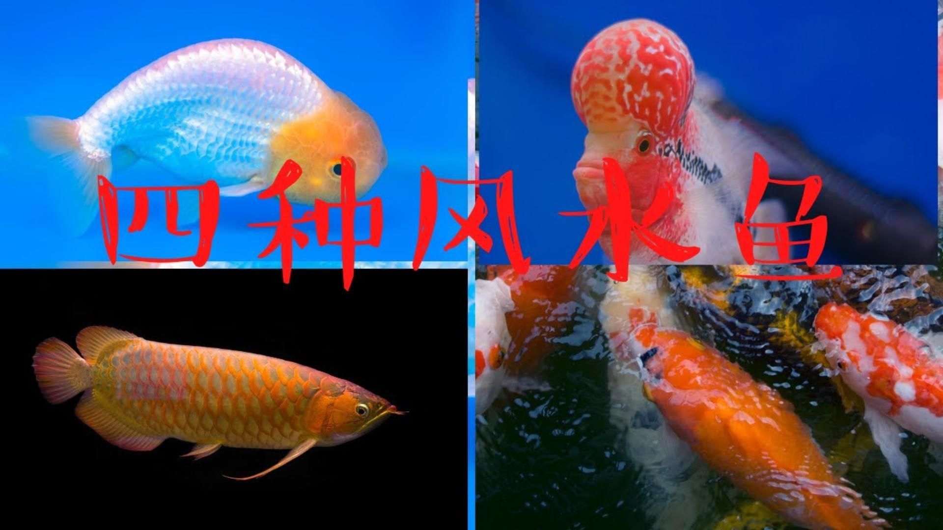 有哪些風水魚種類，中國文化中常見的風水魚種類詳解：金龍魚是一種吉祥物 有哪些風水魚種類，中國文化中常見的風水魚種類詳解：金龍魚是一種吉祥物 龍魚百科