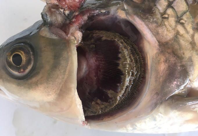 如何判斷魚爛鰓的病因,如何判斷魚爛鰓病 龍魚百科 第5張 如何判斷魚爛鰓的病因,如何判斷魚爛鰓病 如何判斷魚爛鰓的病因,如何判斷魚爛鰓病 龍魚百科 第5張