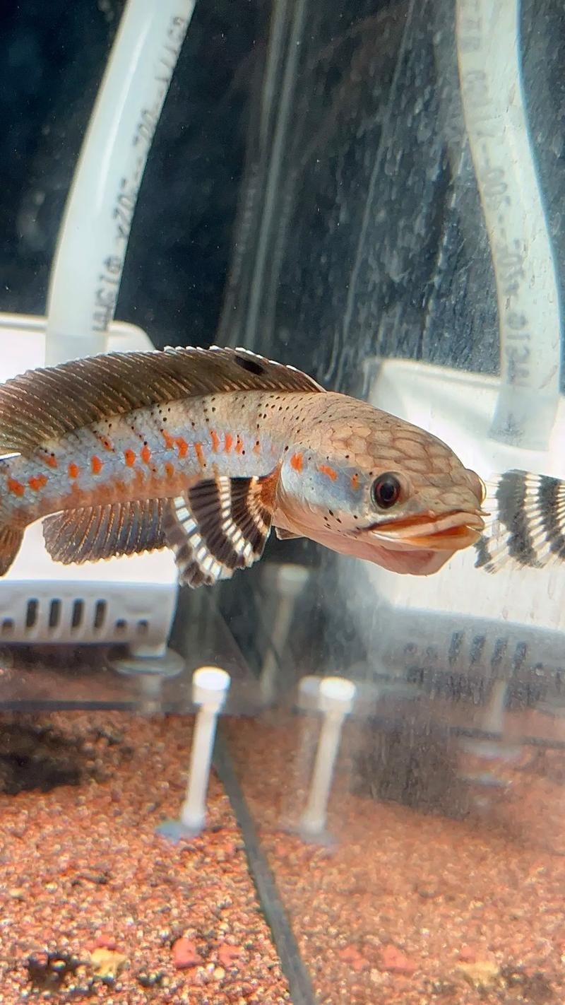 雷龍魚充血后如何治療,關(guān)于雷龍魚充血治療 龍魚百科 第4張 雷龍魚充血后如何治療,關(guān)于雷龍魚充血治療 雷龍魚充血后如何治療,關(guān)于雷龍魚充血治療 龍魚百科 第4張