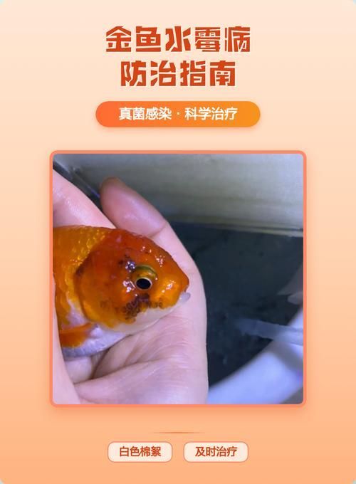 如何區分魚類真菌和細菌感染，arxiv論文助手（arxiv論文助手,用戶要求詳解如何區分魚類真菌與細菌感染） 如何區分魚類真菌和細菌感染，arxiv論文助手（arxiv論文助手,用戶要求詳解如何區分魚類真菌與細菌感染） 龍魚百科 第2張