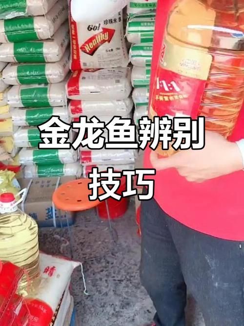 金龍魚真假對照圖高清版 金龍魚真假對照圖高清版 龍魚百科 第3張