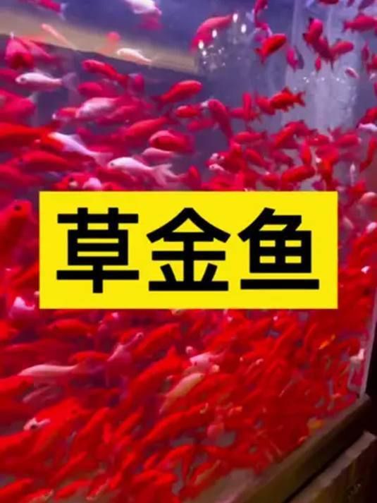 祥龍魚場有哪些品種的金魚？，祥龍魚場推薦哪個品牌的龍魚？ 祥龍魚場有哪些品種的金魚？，祥龍魚場推薦哪個品牌的龍魚？ 龍魚百科 第2張