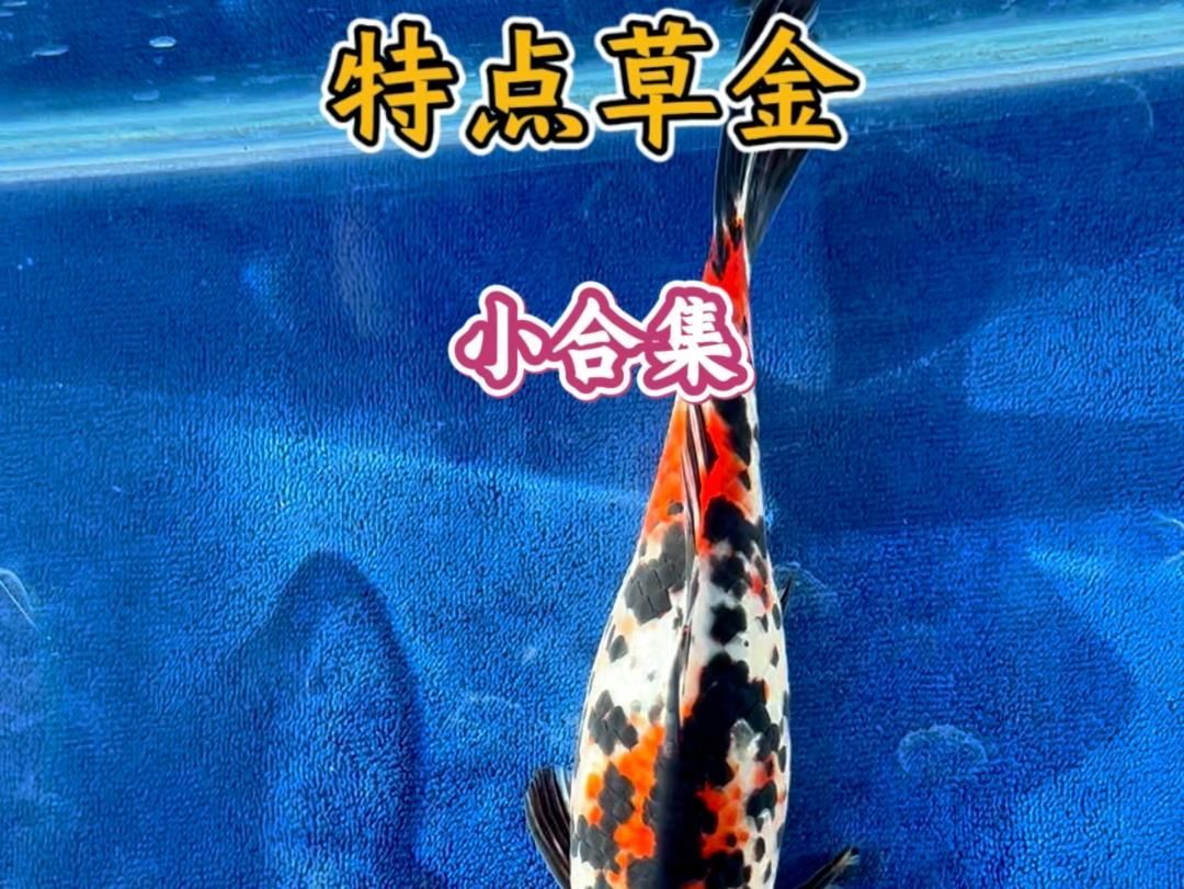 祥龍魚場有哪些品種的金魚？，祥龍魚場推薦哪個品牌的龍魚？ 祥龍魚場有哪些品種的金魚？，祥龍魚場推薦哪個品牌的龍魚？ 龍魚百科 第1張