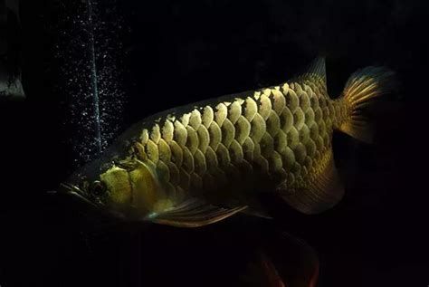 龍魚掉眼后多久會恢復正常,魚掉眼后多久能恢復正常 龍魚百科 第2張 龍魚掉眼后多久會恢復正常,魚掉眼后多久能恢復正常 龍魚掉眼后多久會恢復正常,魚掉眼后多久能恢復正常 龍魚百科 第2張