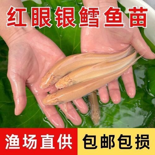 哪里可以購買到白子招財龍，白子招財龍(6.5寸)線下自提服務 哪里可以購買到白子招財龍，白子招財龍(6.5寸)線下自提服務 龍魚百科 第17張