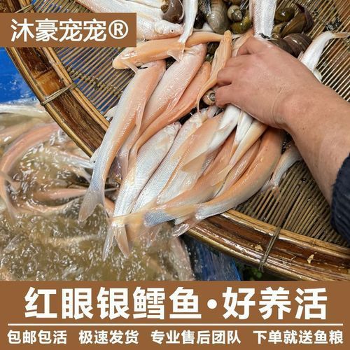 哪里可以購買到白子招財龍，白子招財龍(6.5寸)線下自提服務 哪里可以購買到白子招財龍，白子招財龍(6.5寸)線下自提服務 龍魚百科 第11張