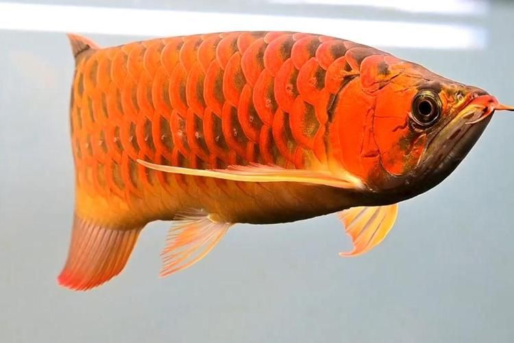 超血紅龍魚發色會褪色嗎?,紅龍魚發色是否會褪色 龍魚百科 第5張 超血紅龍魚發色會褪色嗎?,紅龍魚發色是否會褪色 超血紅龍魚發色會褪色嗎?,紅龍魚發色是否會褪色 龍魚百科 第5張