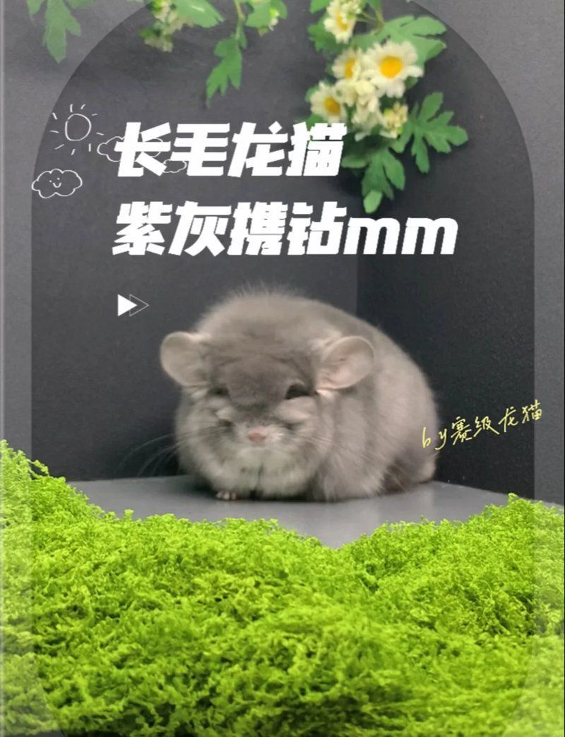 龍貓和貓一起養需要哪些準備，《風水龍魚》新手養貓必看指南:龍貓與貓共養的每日檢查清單 龍貓和貓一起養需要哪些準備，《風水龍魚》新手養貓必看指南:龍貓與貓共養的每日檢查清單 龍魚百科 第2張
