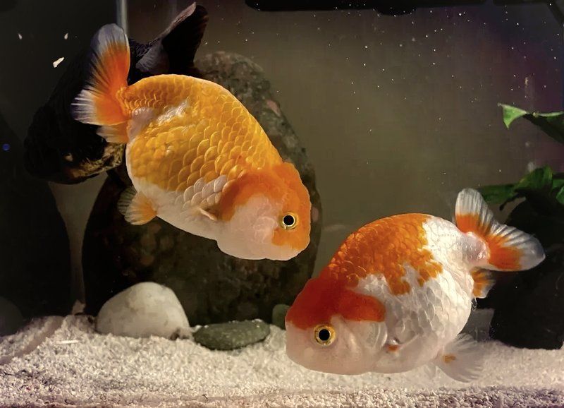 金魚尾巴爛了如何治療最有效，金魚尾巴爛了怎么辦