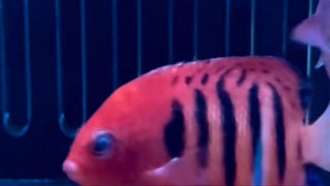 有哪些常見的魚病，盤點五種常見魚病 有哪些常見的魚病，盤點五種常見魚病 龍魚百科 第1張