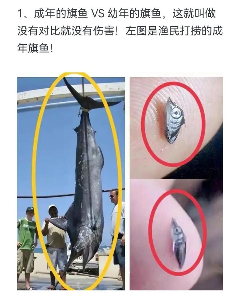 如何判斷魚類是否停止進食，arxiv論文助手 如何判斷魚類是否停止進食，arxiv論文助手 龍魚百科 第2張