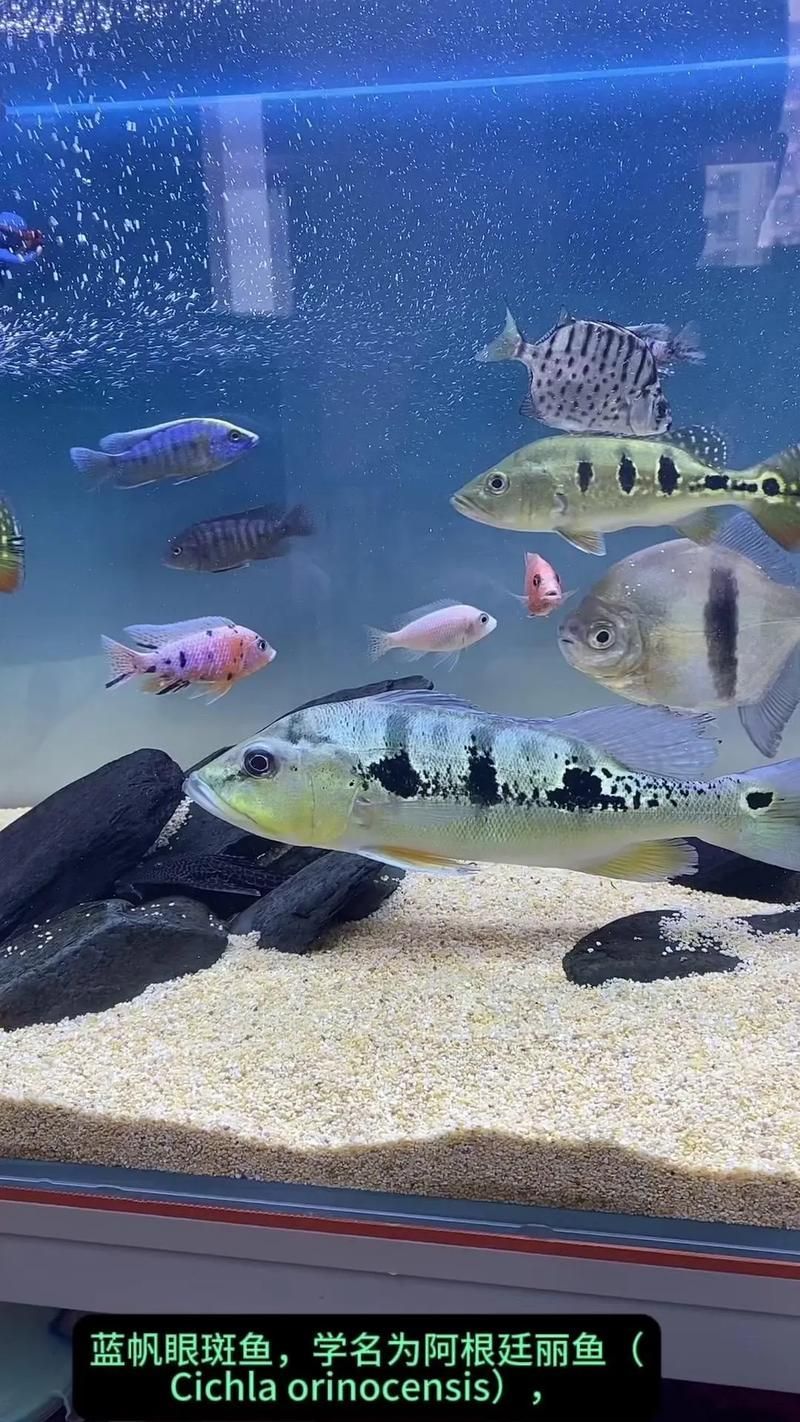 如何辨別真假藍帆三間魚？，如何辨別真假藍帆三間魚 如何辨別真假藍帆三間魚？，如何辨別真假藍帆三間魚 龍魚百科 第1張