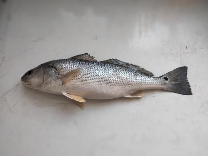 如何辨別真假藍帆三間魚？，如何辨別真假藍帆三間魚 如何辨別真假藍帆三間魚？，如何辨別真假藍帆三間魚 龍魚百科 第6張