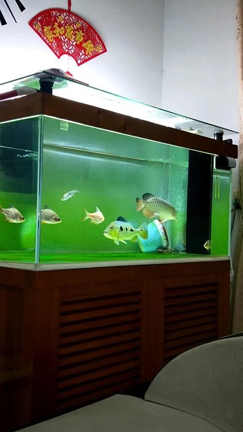 如何辨別真假藍帆三間魚？，如何辨別真假藍帆三間魚 如何辨別真假藍帆三間魚？，如何辨別真假藍帆三間魚 龍魚百科 第5張