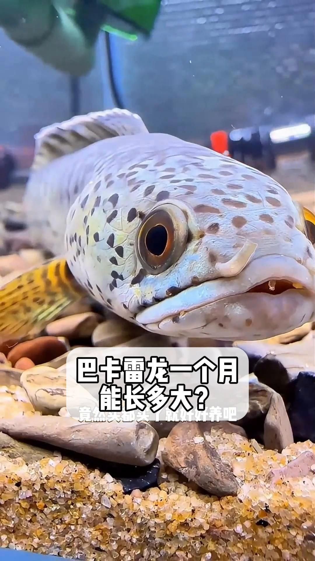 巴卡雷龍魚需要多大的魚缸？，巴卡雷龍一個月能長多大 巴卡雷龍魚需要多大的魚缸？，巴卡雷龍一個月能長多大 龍魚百科 第1張