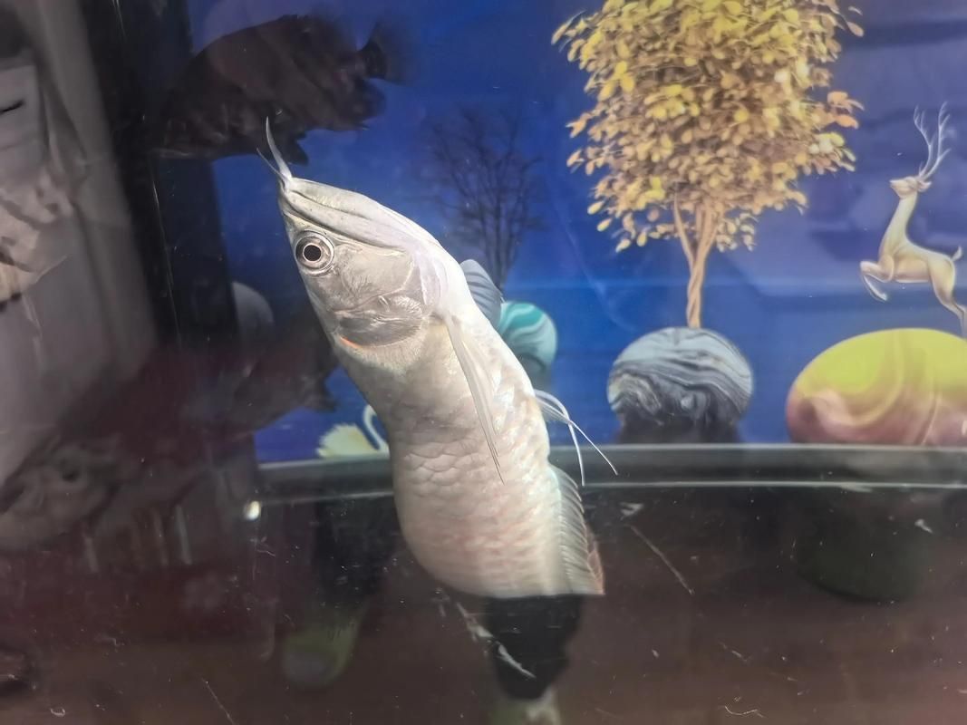 龍魚腸炎用藥后多久見效,關于龍魚腸炎的一些問題 龍魚百科 第5張 龍魚腸炎用藥后多久見效,關于龍魚腸炎的一些問題 龍魚腸炎用藥后多久見效,關于龍魚腸炎的一些問題 龍魚百科 第5張