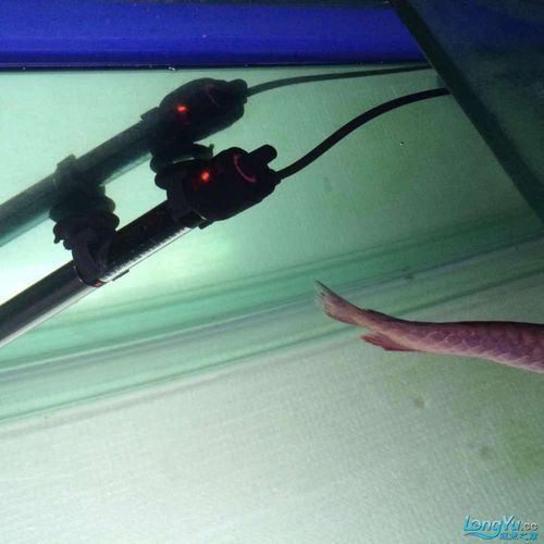 給我一些龍魚爛尾的圖片，關于龍魚爛尾的常見特征和原因 給我一些龍魚爛尾的圖片，關于龍魚爛尾的常見特征和原因 龍魚百科 第8張