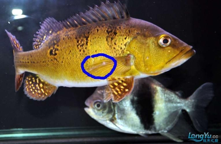 給我一些龍魚爛尾的圖片，關于龍魚爛尾的常見特征和原因 給我一些龍魚爛尾的圖片，關于龍魚爛尾的常見特征和原因 龍魚百科 第3張