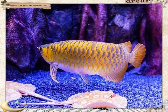 給我一些龍魚爛尾的圖片，關于龍魚爛尾的常見特征和原因 給我一些龍魚爛尾的圖片，關于龍魚爛尾的常見特征和原因 龍魚百科 第10張