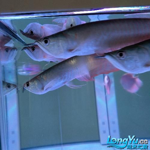給我一些龍魚爛尾的圖片，關于龍魚爛尾的常見特征和原因 給我一些龍魚爛尾的圖片，關于龍魚爛尾的常見特征和原因 龍魚百科 第9張