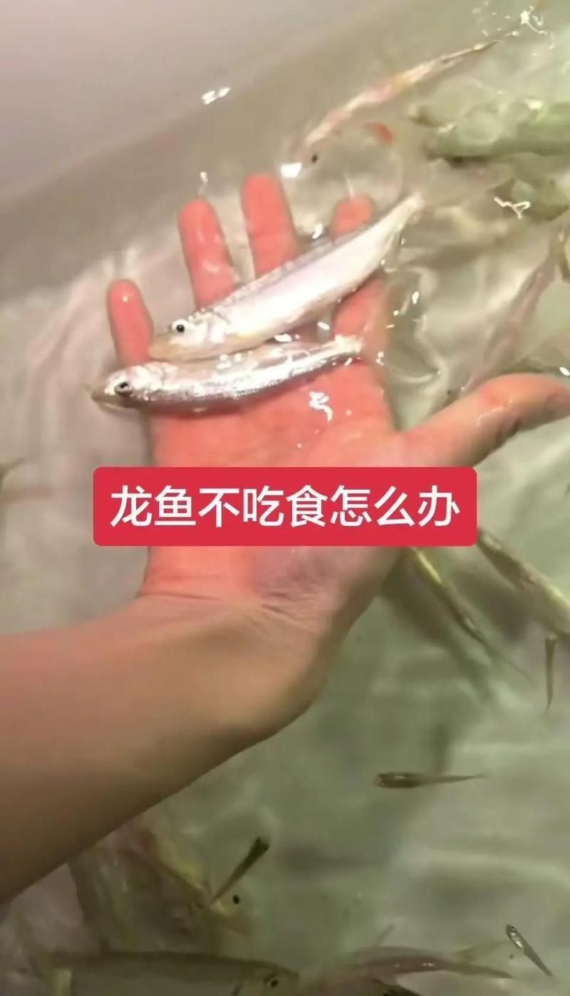 龍魚呼吸急促如何急救，銀龍魚呼吸急促是一種常見但需高度重視的異常行為
