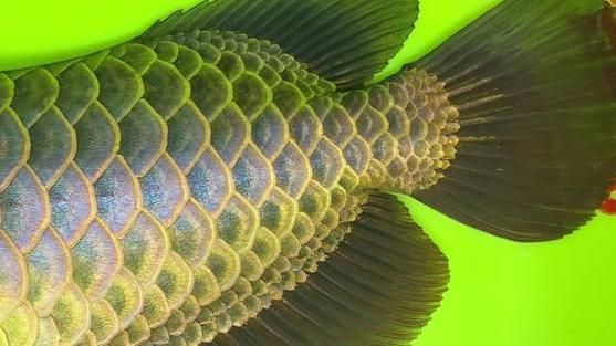 如何區(qū)分藍(lán)底過背金龍魚的真假，—底過背金龍魚真假藍(lán)底過背金龍魚的方法 如何區(qū)分藍(lán)底過背金龍魚的真假，—底過背金龍魚真假藍(lán)底過背金龍魚的方法 龍魚百科 第6張
